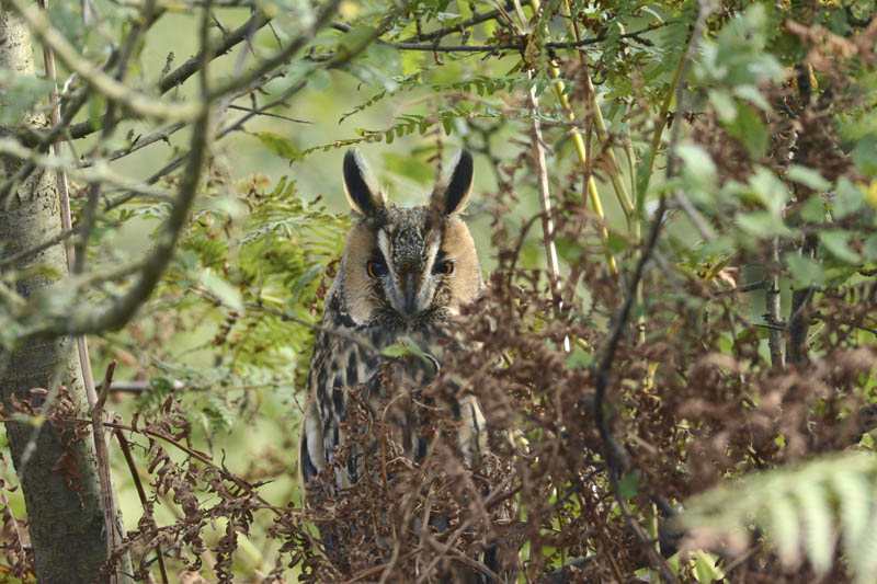 Long-eared Owl